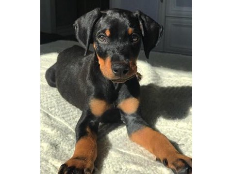 Fci kayıtlı doberman yavrularımız