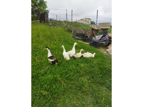 Pekin ördeği