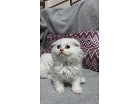 Scottish gold longhair kediler