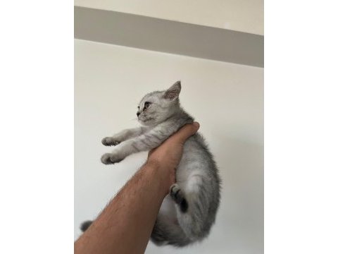 2 yavru kedimiz sahiplendirilecektir