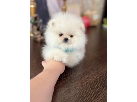 Teacup ayıcık pomeranian