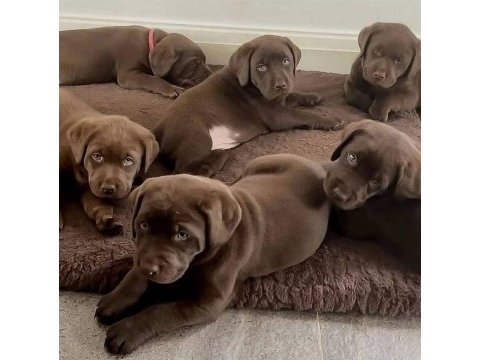 Labrador retriever bebeklerimiz evinizin neşesi olacaktır
