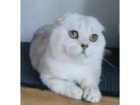Scottish fold shorthair bs 11 erkek