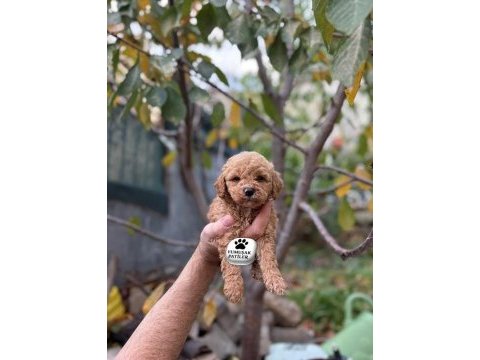 Sevimli ırk toy poodle