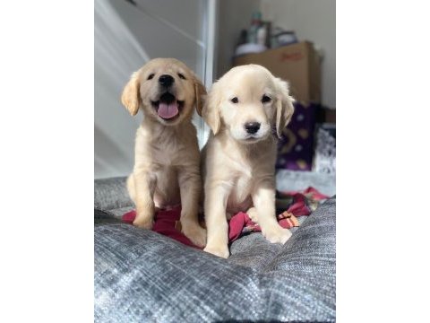 Muhteşem babyface golden retriever yavrular