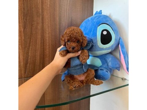 Toy poodle kore yavrumuz