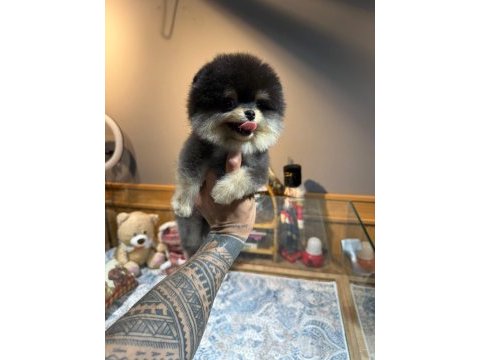 Orjinal pomeranian boo