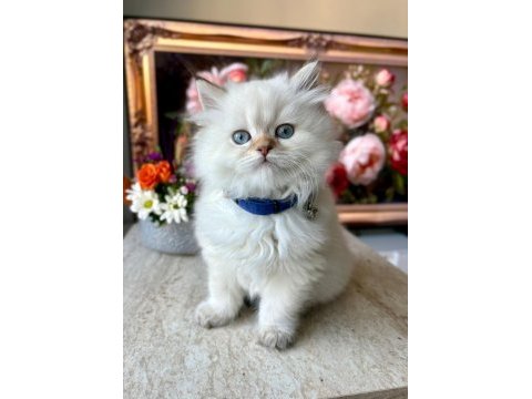 55 günlük british longhair golden point