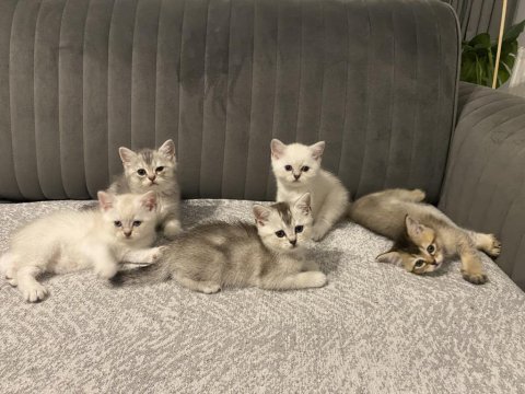 Sevimli british shorthair kediler