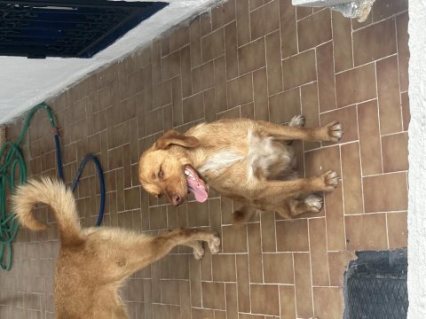 15 aylık 1 erkek ve 2 dişi köpekler