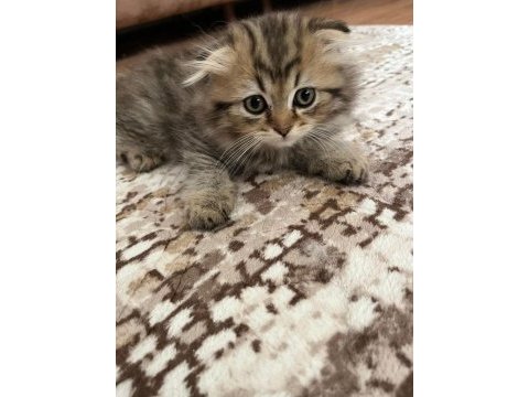 Karamel kahve serserisi kedimiz