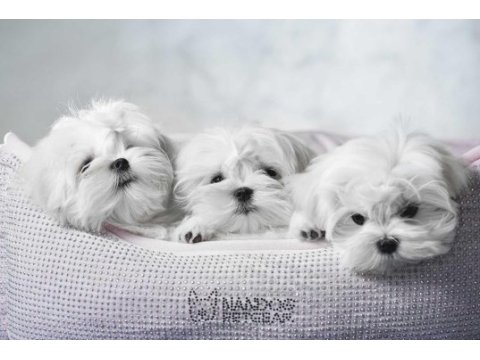 Kore maltese terrier