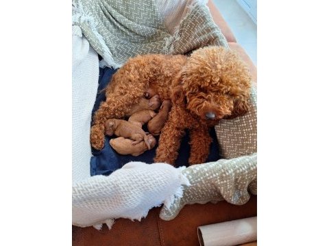 Toy poodle yavrularımız orjinal red brown