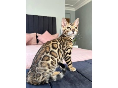 Show class bengal kedisi dişi 3 aylık