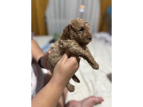 Toy poodle miniklerim