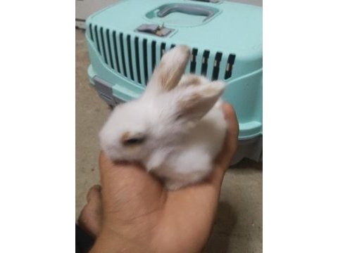 Yavru teddy hollanda lop tavşanı