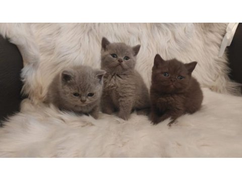 Cinnamon ve lilac british shorthair yavrular