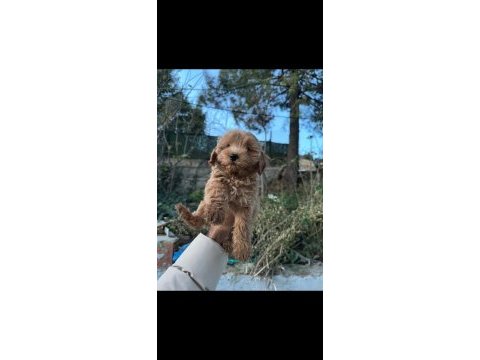 2 aylık dişi poodle