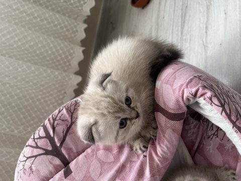 Scottish fold bluepoint ile iran kedisi yavrusu
