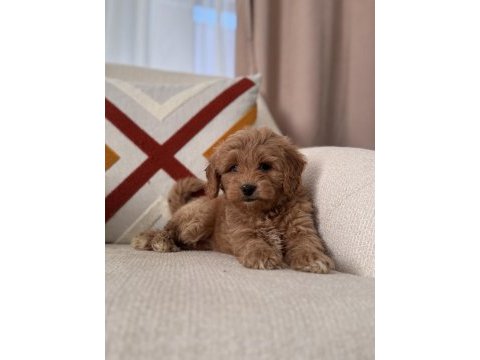 Bal surat maltipoo