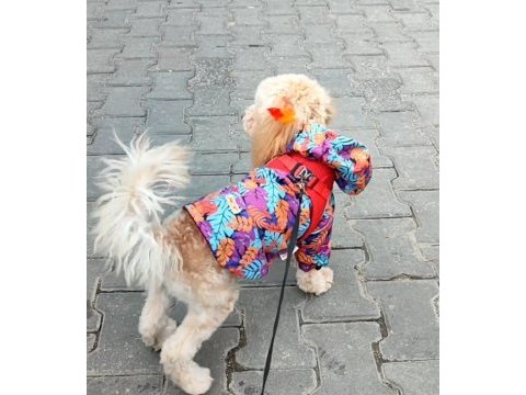Poodle yuvam olmak istermisin