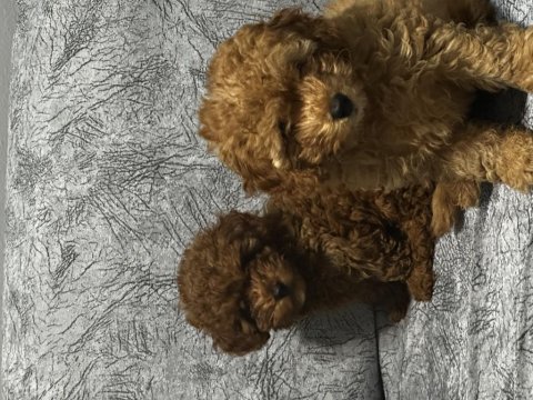 Ev ortamında büyüyen toy poodle yavrularım
