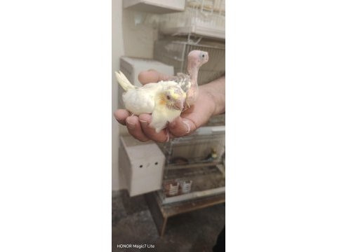 Gel bak beğen al sultan papağanı