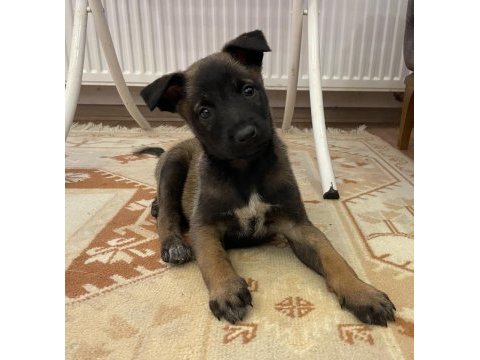Fcı a secere malinois son 2 erkek