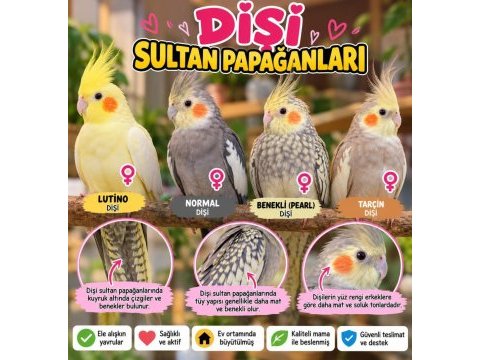 Dişi sultan papağanları