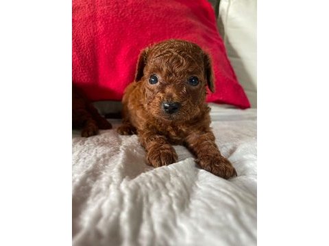 Core toy poodle köpeği