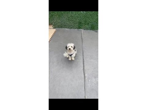 3 yaşında erkek full eğitimli maltipoo
