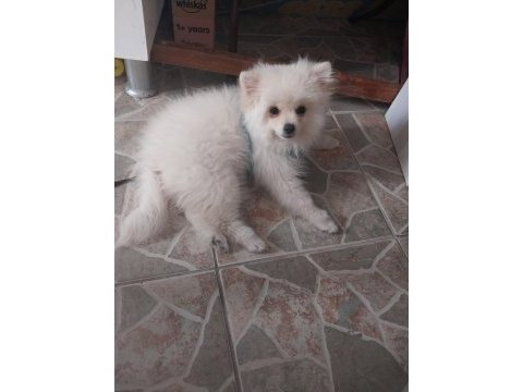 Evinizin sevgi yumağı pomeranian boo