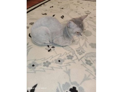 Ücretsiz british shorthair kedimiz