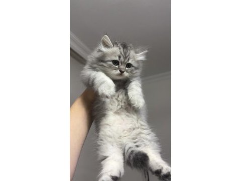 Minnoş yavrucaklarımız ayı surat