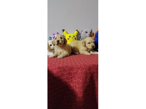 Macar baby face dew golden bebekler 35 günlük
