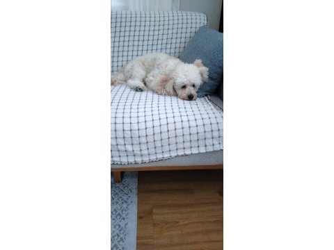Mecburiyetten sahiplendirilecek 4 yaşında poodle