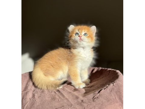 Mükemmel kalite golden ny12 british longhair