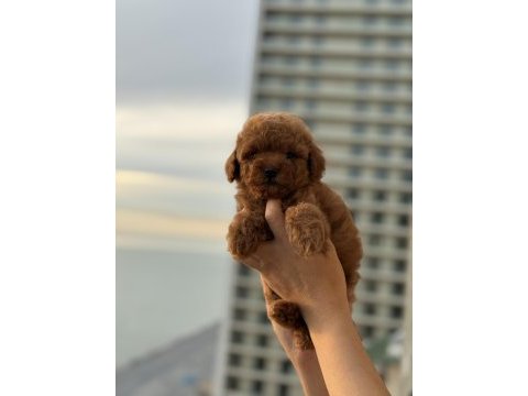 Micro teacup korea poodle köpeğimiz