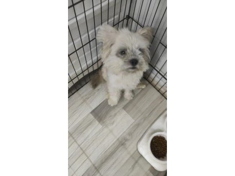 Clam iskoç terrier
