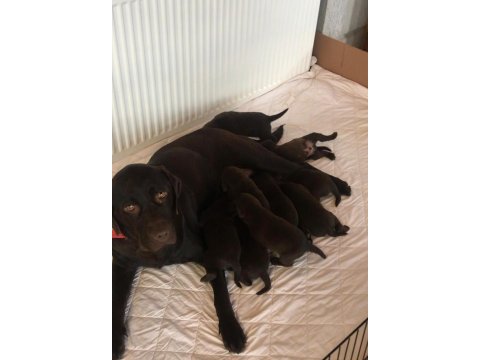 Çikolata labrador ırk garantili sevimli yavrular