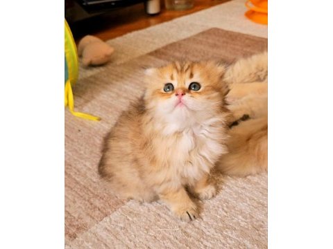 Muhteşem kan ve güzellikte british longhair yavrularımız