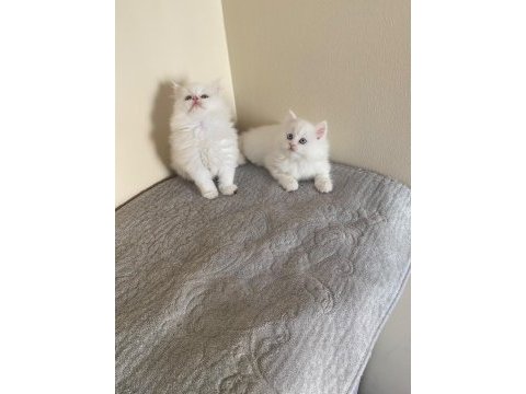 Oyuncu british shorthair yavrular