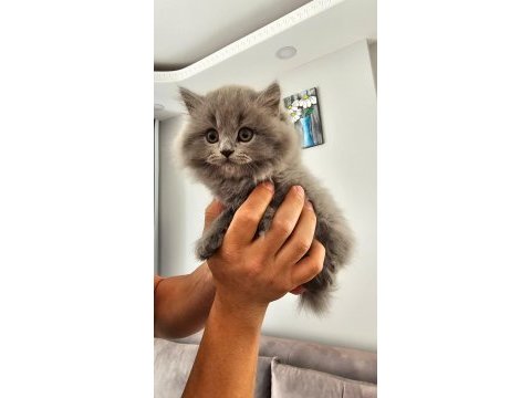 55 günlük british longhair safkan acil sahiplendirilecektir