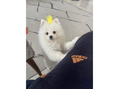 3 aylık pomeranian