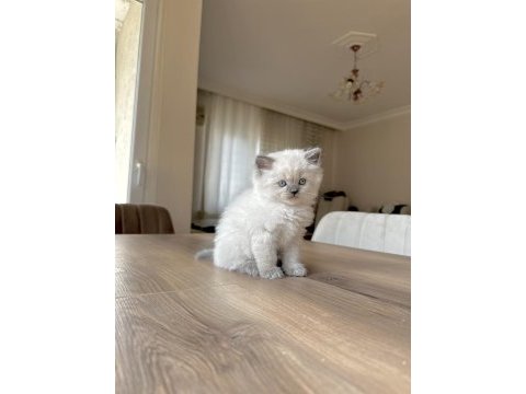 Yakışıklı british longhair