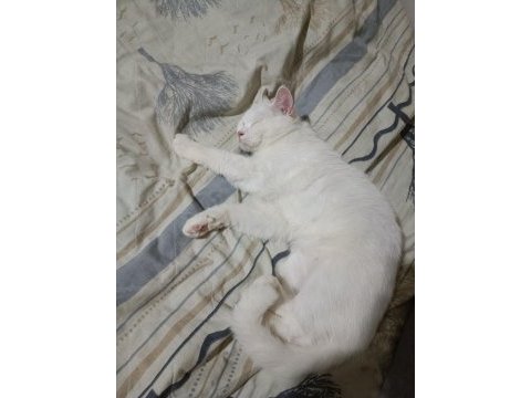 Dişi british longhair cinsi kedimiz