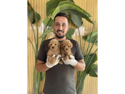 Toy poodle referans yavrular