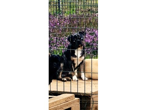 Yetişkin ping ve egzotik pug mops lar