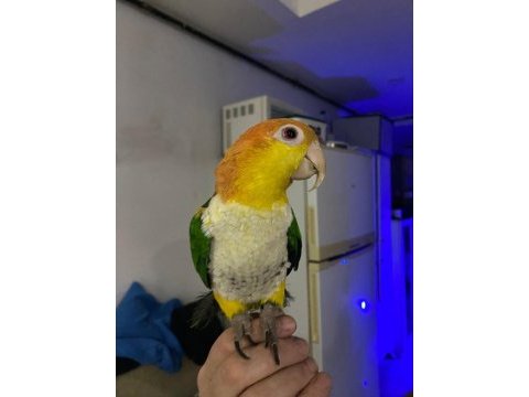 8 aylık caique full evcil 