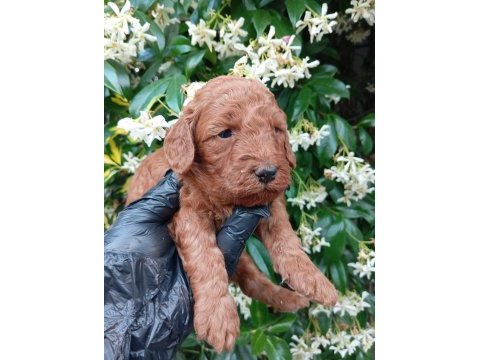 Irk ve sağlık garanti poodle yavrularımuz